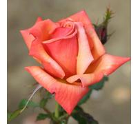 Plant Theory Remember Me Hybrid Tea Bush Rose Fully Double Orange Flowers 4L Pot Plant Theory Orange