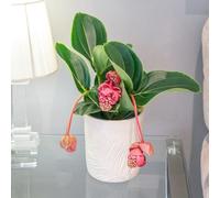 Plant Theory Rose Grape Indoor Plant Medinilla Magnifica Lambada 14Cm Pot 40Cm Tall