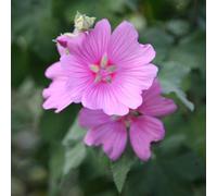Plant Theory Rosea Tree Mallow Outdoor Shrub Plant Malva X Clementii 2L Pot