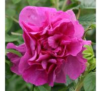 Plant Theory Roseraie De L'hay Rose Bush Pink Flowering Roses Shrub Rose 4L Pot