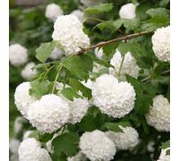 Plant Theory Roseum Snowball Tree Shrub Plant Viburnum Opulus 12L Pot 1m - 1.25m in Green Plant Theory Green