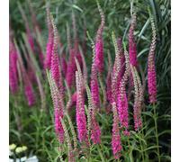 Plant Theory Rotfuchs Speedwell Red Fox Perennials Flowering Plants Veronica Spicata 2L Pot