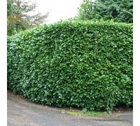 Plant Theory Rotundifolia Cherry Laurel Shrub Plant Prunus Laurocerasus 2L Pot 30Cm - 40Cm