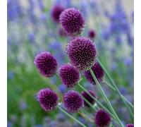 Plant Theory Round Headed Leek Dutch Garlic Ornamental Onion Perennials 2L Pot 7 Plants