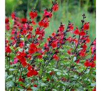 Plant Theory Royal Bumble Salvia Sage Perennials Flowering Plants Salvia 2L Pot
