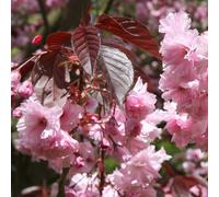 Plant Theory Royal Burgundy Flowering Cherry Blossom Tree Prunus 12L Pot 1.2M - 1.5M