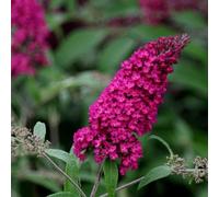 Plant Theory Royal Red Butterfly Bush Shrub Plant Buddleja Davidii 10L Pot 80cm - 100cm in Green Plant Theory Green