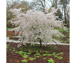 Plant Theory Royalty Crab Apple Tree Malus Outdoor Ornamental Tree 9L Pot 1.2M - 1.5M