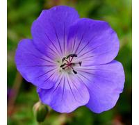Plant Theory Rozanne Cranesbill Perennials Flowering Plants Geranium 2L Pot