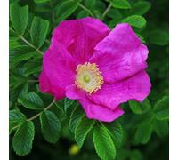 Plant Theory Rubra Rosa Rugosa Hedging Plant 25 X Bare Root Plants 40Cm - 60Cm