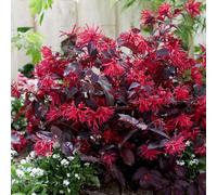 Plant Theory Rubrum Fire Dance Loropetalum Shrub Plant Loropetalum Chinense 2L Pot in Green Plant Theory Green