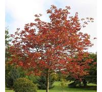 Plant Theory Rubrum Red Cappadocian Maple Tree Outdoor Acer Cappadocicum 12L Pot 1.5m - 1.8m in Green Plant Theory Green