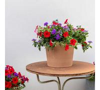 Plant Theory Ruby Amethyst Easy Speed Planter Preplanted plants for Baskets Pots Plant Theory Multicolor