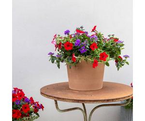 Plant Theory Ruby Amethyst Easy Speed Planter Preplanted plants for Baskets Pots Plant Theory Multicolor