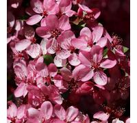 Plant Theory Rudolph Crab Apple Tree Malus Outdoor Ornamental Tree 9L Pot 1.5M - 1.8M