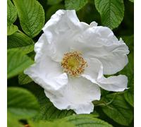 Plant Theory Rugosa Alba White Japanese Hedging Rose Yellow White Flowers 4L Pot