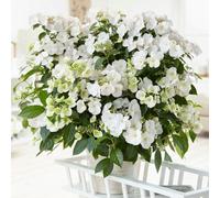 Plant Theory Runaway Bride Snow White Garland Hydrangea Shrub Plant Hydrangea 2L Pot in Green Plant Theory Green