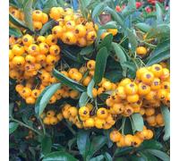 Plant Theory Saphyr Jaune Firethorn Shrub Plant Pyracantha 10L Pot 80cm - 100cm trellis in Green Plant Theory Green