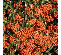 Plant Theory Saphyr Orange Firethorn Shrub Plant Pyracantha 10L Pot 80Cm - 100Cm Trellis