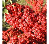 Plant Theory Saphyr Rouge Firethorn Shrub Plant Pyracantha 10L Pot 80cm - 100cm trellis in Green Plant Theory Green