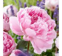 Plant Theory Sarah Bernhardt Peony Perennials Flowering Plants Paeonia Lactiflora 4L Pot