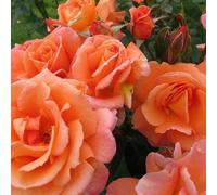 Plant Theory Scent from Heaven Rose Bush Orange Flowering Roses Rose Of The Year 2017 4L Pot Plant Theory Orange