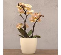 Plant Theory Scented Orchid Gold Aromio Honey Indoor Plant Phalaenopsis 7Cm Pot 25Cm Tall