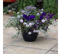 Plant Theory Sea Blues Easy Speed Planter Preplanted plants for Baskets Pots Plant Theory Multicolor