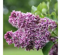 Plant Theory Sensation Common Lilac Outdoor Shrub Plant Syringa Vulgaris 3L Pot