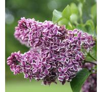 Plant Theory Sensation Common Lilac Outdoor Shrub Plant Syringa Vulgaris 3L Pot in Green Plant Theory Green