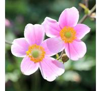 Plant Theory September Charm Japanese Anemone Perennials Flowering Plants 2L Pot