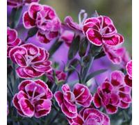 Plant Theory Set Of 3 Diantica Purple Wedding Bedding Plant Dianthus Kledg18274 In 9Cm Pots