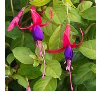Plant Theory Set Of 3 Genii Bedding Plant Fuchsia In 9Cm Pots