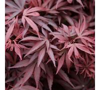 Plant Theory Shaina Japanese Maple Shrub Plant Acer Palmatum 3L Pot 40Cm Grafted