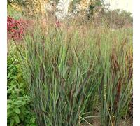 Plant Theory Shenandoah Switch Grass Panicum Virgatum Outdoor Ornamental Plant 2L Pot