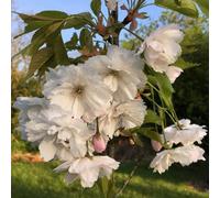 Plant Theory Shogetsu Flowering Cherry Blossom Tree Ornamental Prunus 12L Pot 1.5M - 1.8M