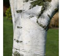 Plant Theory Silver Birch Tree Betula Pendula Outdoor Ornamental Tree 9L Pot 1.5M - 1.8M