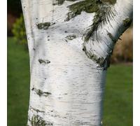 Plant Theory Silver Birch Tree Betula Pendula Outdoor Ornamental Tree Bare Root 1.2m in Green Plant Theory Green
