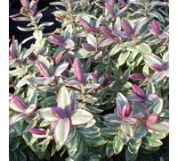 Plant Theory Silver Dollar Shrubby Veronica Outdoor Shrub Plant Veronica 2L Pot