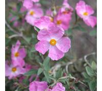 Plant Theory Silver Pink Rock Rose Outdoor Shrub Plant Cistus x Argenteus 2L Pot in Green Plant Theory Green