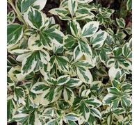 Plant Theory Silver Queen Evergreen Bittersweet Shrub Plant Euonymus Fortunei 2L Pot in Green Plant Theory Green