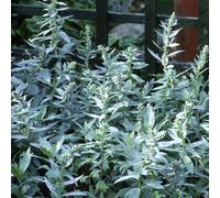 Plant Theory Silver Queen Western Mugwort Perennials Flowering Plants Artemisia 2L Pot
