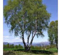 Plant Theory Single Stem Silver Birch Tree Outdoor Ornamental Tree Betula Pendula 3L Pot in Green Plant Theory Green