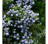 Plant Theory Skylark Californian Lilac Outdoor Shrub Plant Ceanothus 2L Pot in Green Plant Theory Green