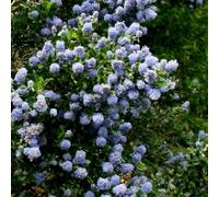 Plant Theory Skylark Californian Lilac Shrub Plant Ceanothus 10L Pot 60Cm - 100Cm