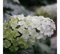 Plant Theory Snow Queen Oak-leaved Hydrangea Shrub Plant Hydrangea Quercifolia 2L Pot in Green Plant Theory Green