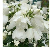 Plant Theory Snowbelle Mock Orange Shrub Plant Philadelphus 12L Pot 80Cm - 100Cm