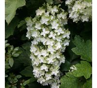 Plant Theory Snowflake Oak-Leaved Hydrangea Shrub Plant Hydrangea Quercifolia 2L Pot