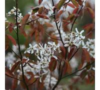 Plant Theory Snowy June Berry Tree Amelanchier Lamarckii Outdoor Ornamental Bare Root 1.2m in Green Plant Theory Green