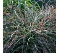 Plant Theory Snowy Woodrush Grass Luzula Nivea Outdoor Ornamental Plant 2L Pot in Green Plant Theory Green